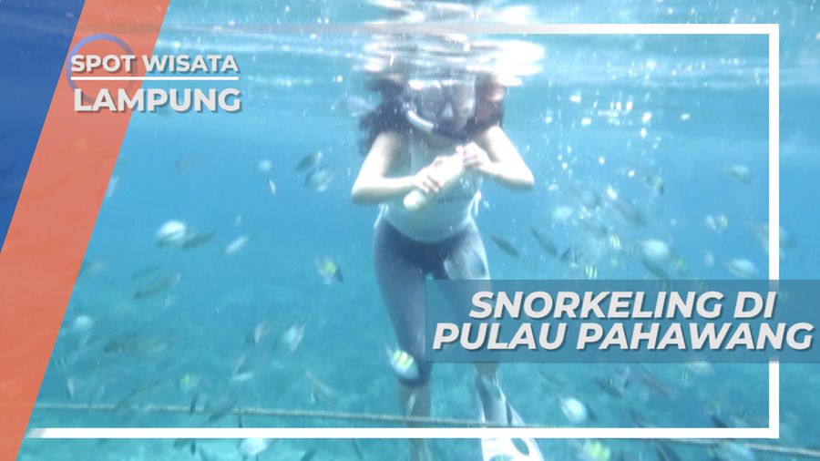 Menyapa Ikan Warna-warni di Spot Snorkeling Pulau Pahwang, Lampung
