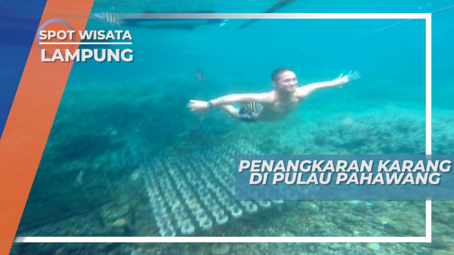 Ekosistem Bawah Laut Tetap Asri dengan Penangkaran Karang di Pulau Pahawang, Lampung