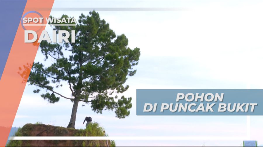 One Tree Hill, Satu-satunya Pohon yang Tumbuh di Bukit Taman Simalem, Sidikalang