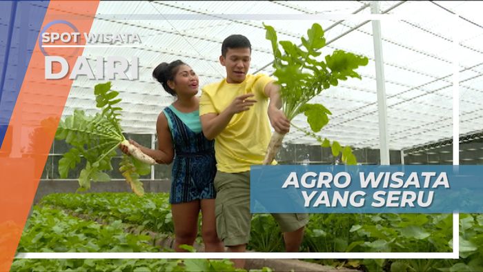 Mengunjungi Agro Wisata Petik Sayur di Taman Simalem, Sidikalang