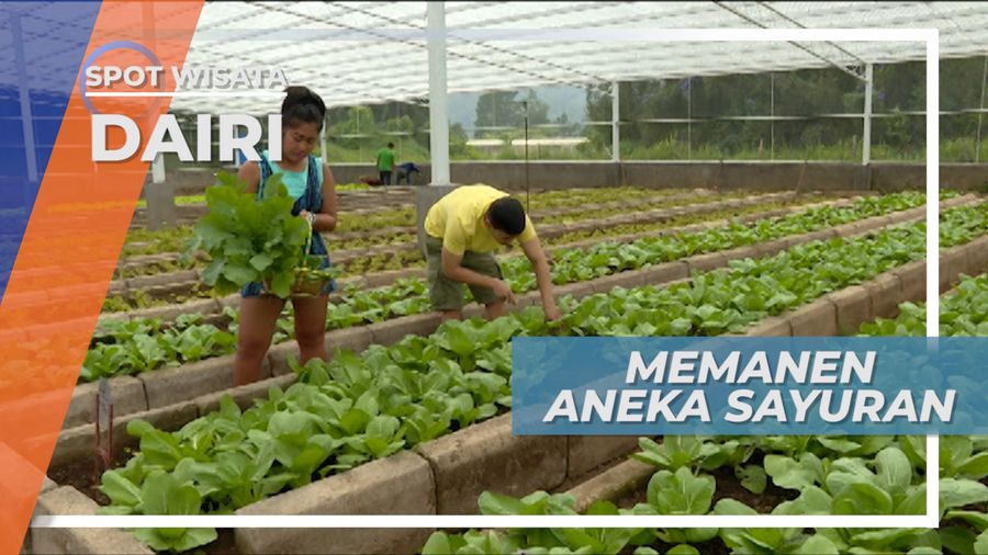 Cabut-cabut, Memanen Aneka Sayuran Segar Lansung Dari Kebunnya, Sidikalang