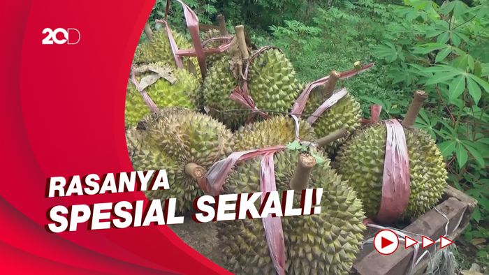 Legitnya Durian Susu di Lereng Gunung Semeru Lumajang