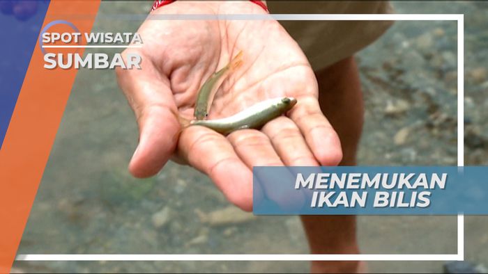 Ikan Bilis, Panen Ikan Air Tawar Khas Danau Singkarak, Sumatera Barat