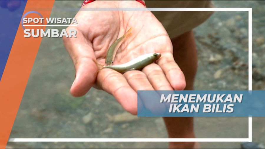 Ikan Bilis, Panen Ikan Air Tawar Khas Danau Singkarak, Sumatera Barat