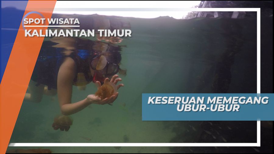 Pulau Kakaban, Rumah Jutaan Ubur-ubur Jinak Tak Menyengat, Kalimantan Timur