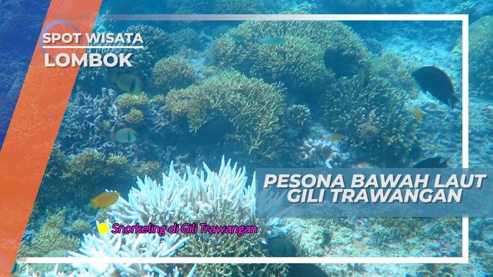 Gili Trawangan, Mengintip Kekayaan Alam Dasar Laut yang Memukau, Lombok