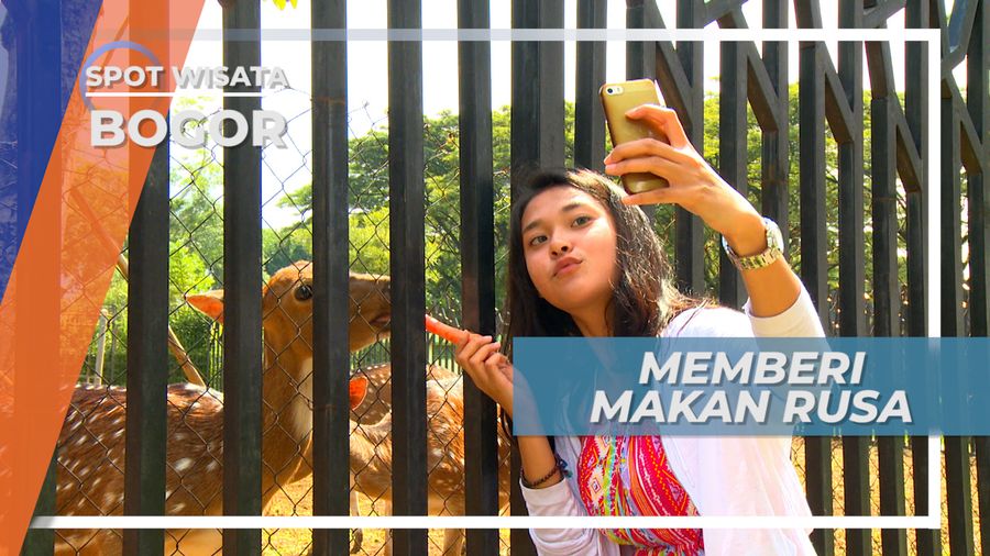 Memberi Makan Rusa, Lebih Kenal dengan Satwa, Bogor