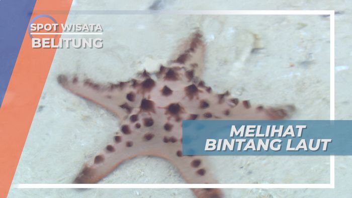 Pulau Babi Kecil, Menyapa Bintang Laut Penghuni Pulau, Belitung