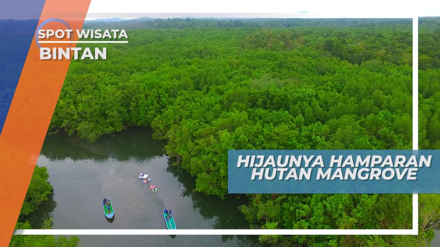 Hamparan Luas Hutan Mangrove, Bintan