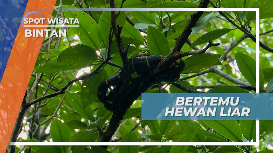 Hutan Mangrove, Turut Menjaga Habitat Hewan Liar, Bintan