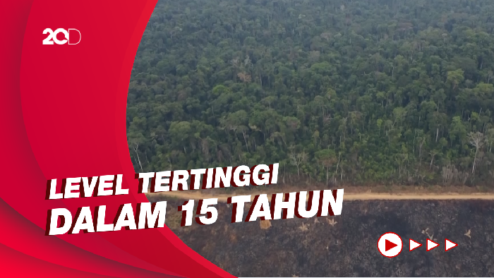 Hutan Hujan Amazon Kehilangan 13 Ribu Kilometer Persegi dalam 1 Tahun