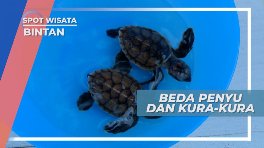 Melepas Anak Penyu ke Alam Bebas, Bintan Kepulauan Riau
