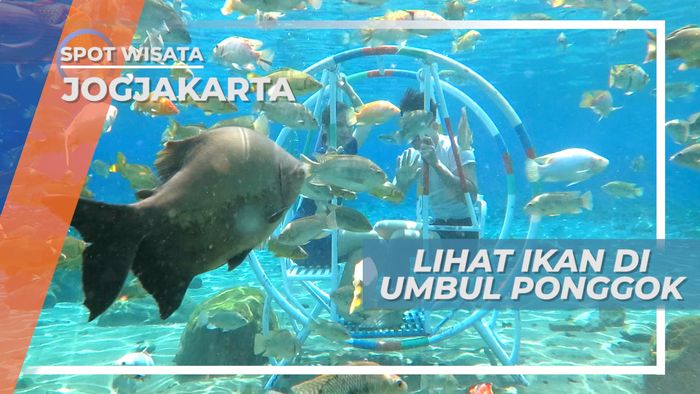 Umbul Ponggok, Air Jernih yang Penuh dengan Ikan-ikan, Yogyakarta