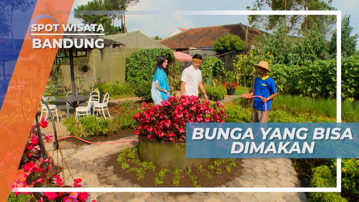 Menikmati Aneka Macam Bunga di Taman Begonia Bandung
