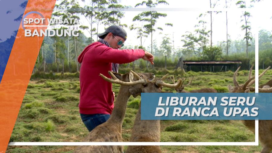 Memberi Makan Rusa di Penangkaran Ranca Upas Bandung