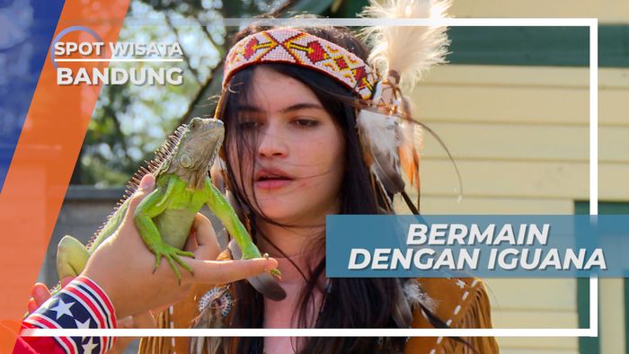 Iguana, Hewan Reptil yang Jadi Koleksi Farm House Bandung
