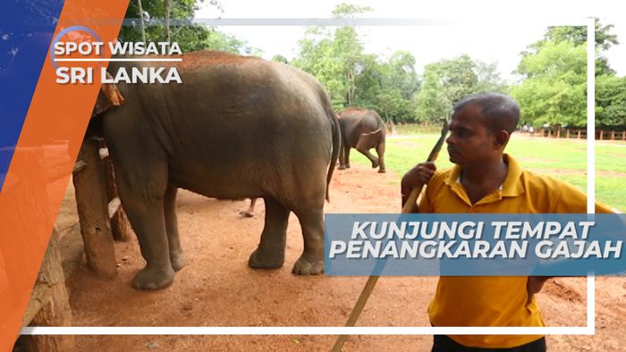 Elephant Orphanage, Mengunjungi Panti Asuhan Gajah Asia Liar, Sri Lanka