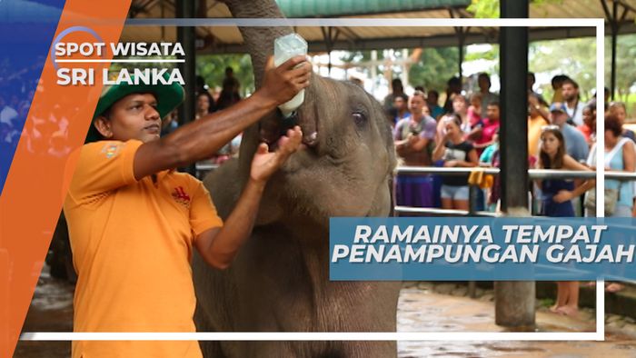 Elephant Orphanage, Ramainya Penampungan Gajah Terbesar di Dunia, Sri Lanka