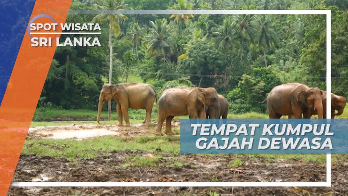 Elephant Orphanage, Persiapan Gajah Dewasa Untuk Dikembalikan ke Alam Liar, Sri Lanka