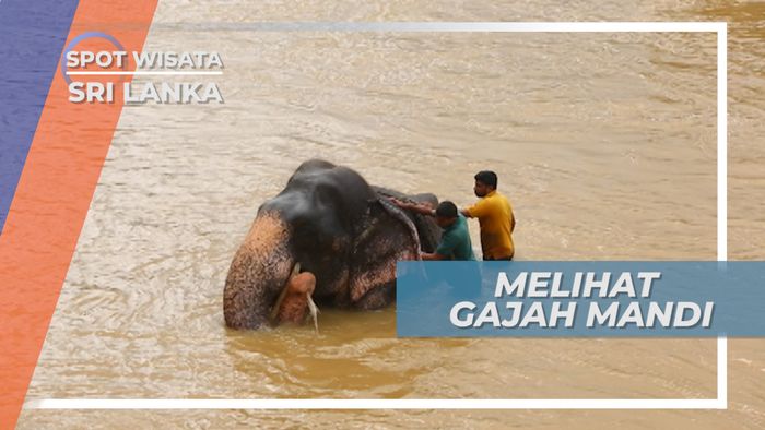 Elephant Orphanage, Memandikan Gajah, Aktifitas Seru yang Selalu Ditunggu Pengunjung, Sri Lanka