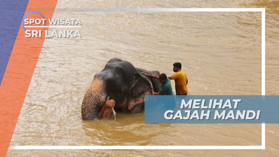 Elephant Orphanage, Memandikan Gajah, Aktifitas Seru yang Selalu Ditunggu Pengunjung, Sri Lanka