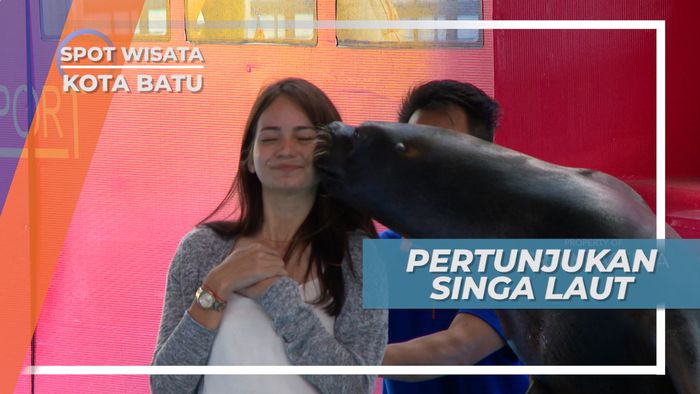 Pertunjukkan Lucu dan Menggemaskan dari Singa Laut Kebun Binatang Batu