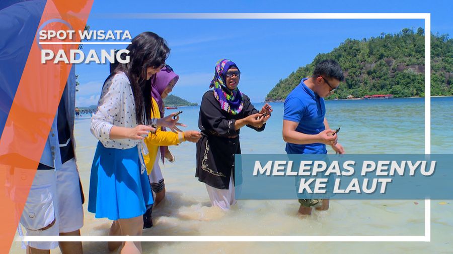 Menjaga Ekosistem dengan Melepas Tukik, Si Penyu Kecil ke Laut Lepas Padang