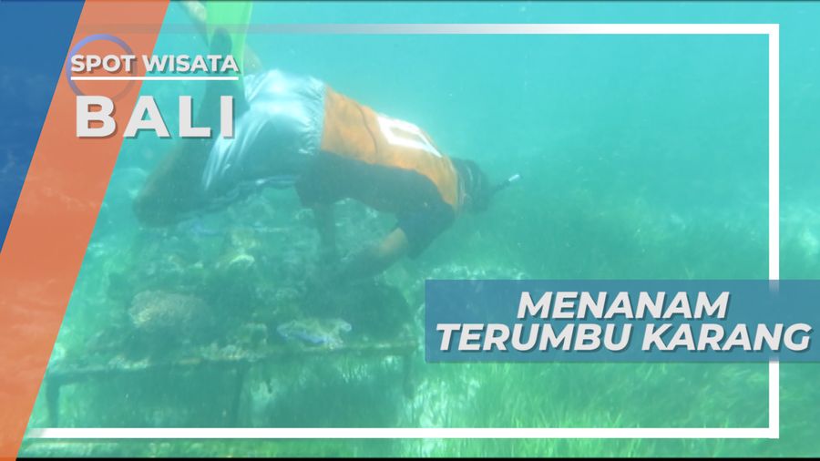 Menanam Terumbu Karang, Demi Kelestarian Alam Bawah Laut Bali