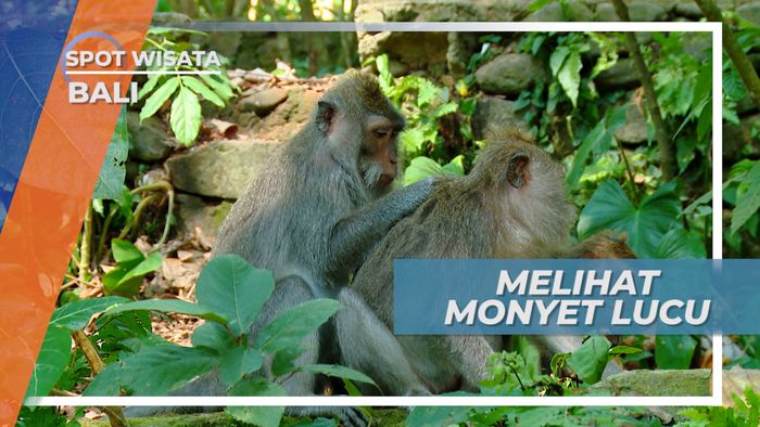 Monkey Forest, Berinteraksi Dengan Primata Lucu dan Menggemaskan, Bali
