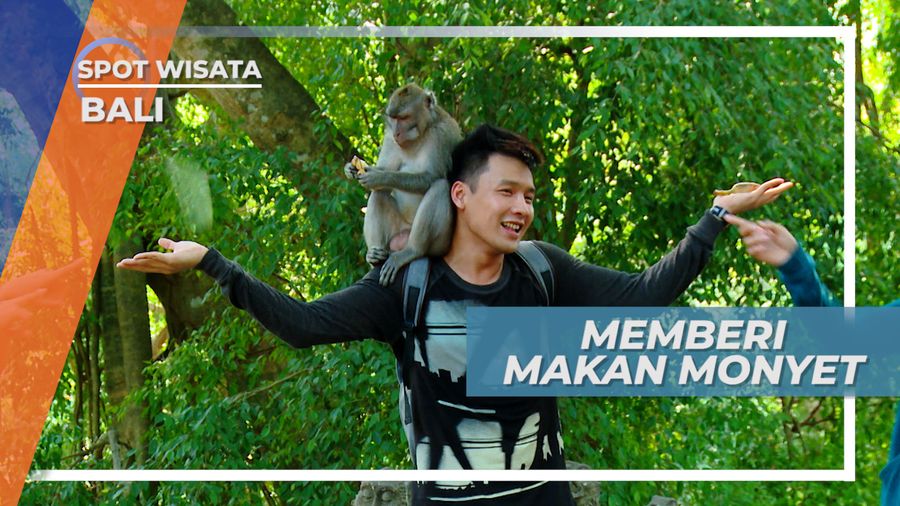 Monkey Forest, Sensasi Seru Memberi Makan Primata Lucu Secara Langsung, Bali
