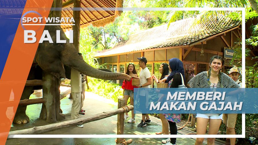 Memberi Makan Satwa Besar Berbelalai Panjang, Gajah Gianyar Bali