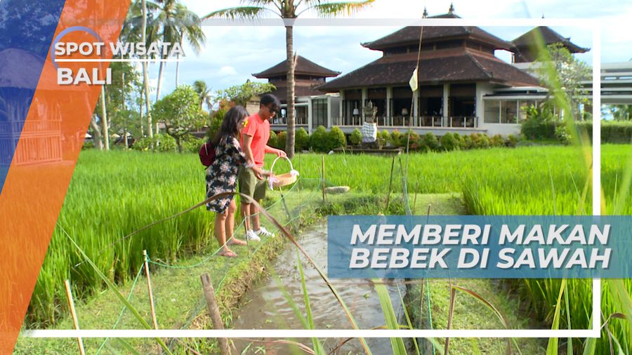 Bertemu dan Memberi Makan Bebek di Persawahan Ubud Bali