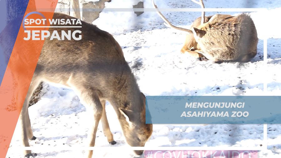 Jurus Membangunkan Serigala Tidur di Masahiyama Zoo Hokkaido Jepang 