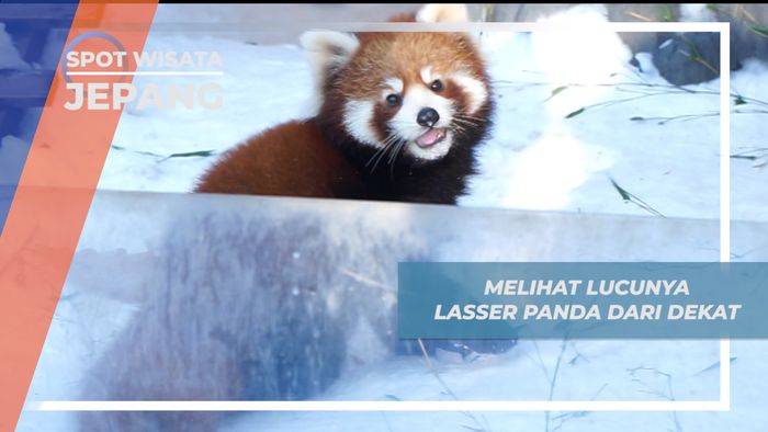 Melihat Lucunya Lasser, Si Panda Merah yang Langka di Masahiyama Zoo Hokkaido Jepang 