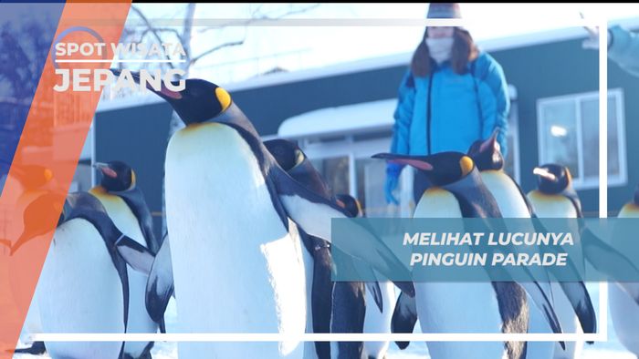 Pinguin Parade, Lucunya Parade si Mahluk Kutub di Masahiyama Zoo Hokkaido Jepang 