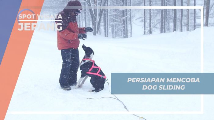 Dog Sliding, Aktivitas Seru Musim Dingin di Hokkaido Jepang