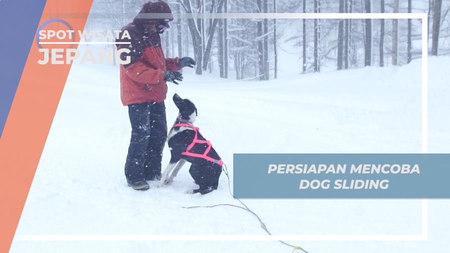 Dog Sliding, Aktivitas Seru Musim Dingin di Hokkaido Jepang
