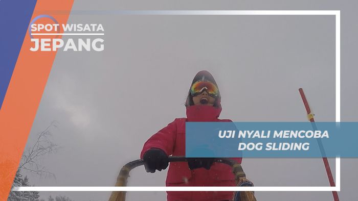 Dog Sliding, Permainan Wajib saat Berkunjung ke Hokkaido Jepang