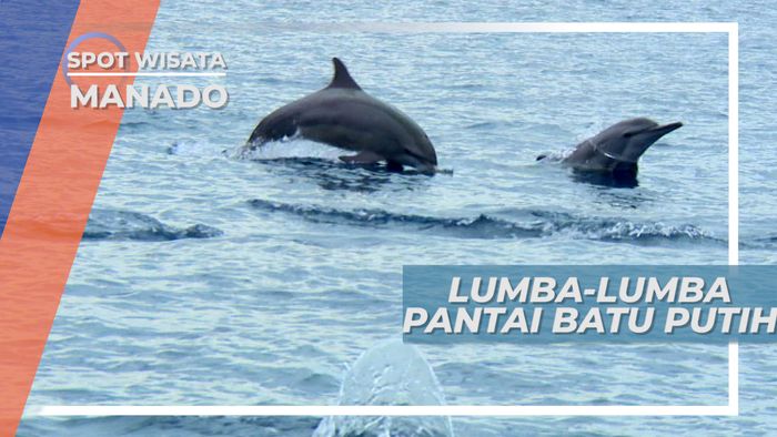 Melihat Dari Dekat Lucunya Si Cerdas Lumba-lumba, Manado