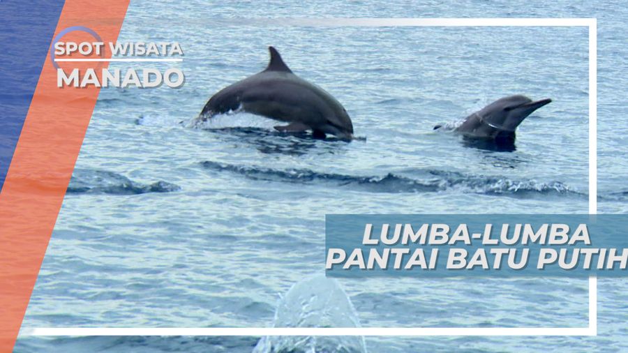 Melihat Dari Dekat Lucunya Si Cerdas Lumba-lumba, Manado