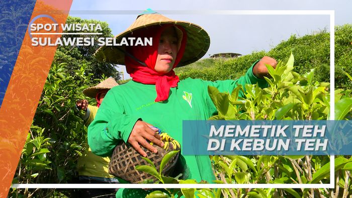 Memetik Pucuk Daun Teh Di Perkebunan Teh di Dataran Tinggi Malino Sulawesi Selatan 
