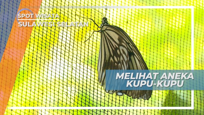 Mengamati Aneka Jenis Kupu-kupu di Taman Nasional Bantimurung, Sulawesi Selatan