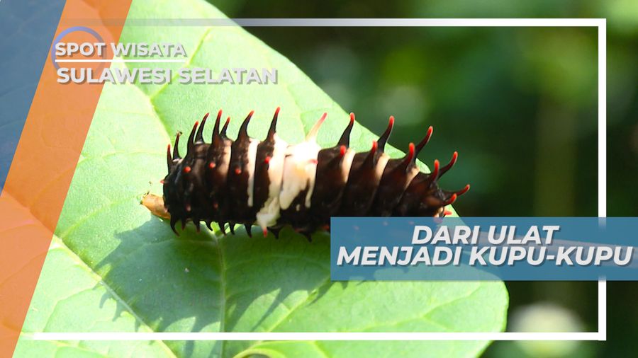 Melihat Metamorfosa Ulat Menjadi Kupu-kupu, Sulawesi Selatan