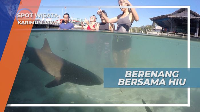 Berenang Bersama Hiu di Penangkaran Hiu Cemara Karimun Jawa