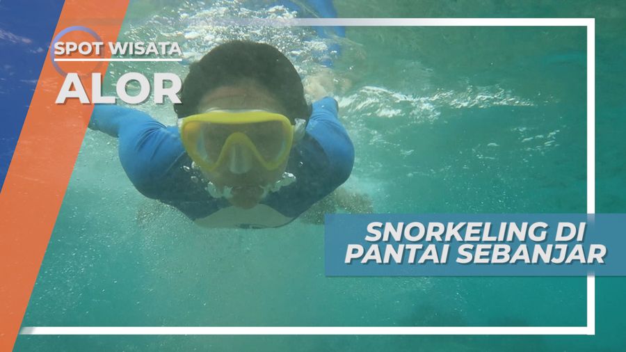 Snorkeling Pulau Alor, Keindahan Bawah Laut Pantai Sebanjar dan Karang Laut yang Sehat 