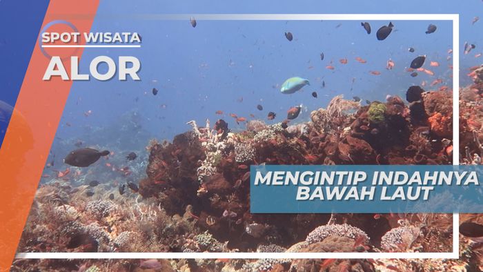 Mengintip Indahnya Bawah Laut Pulau Alor 