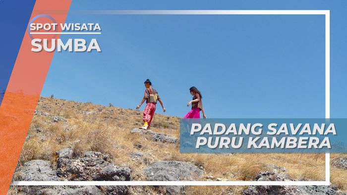 Padang Savana Puru Kambera, Bentangan Luas Rumput Sejauh Mata Memandang, Sumba