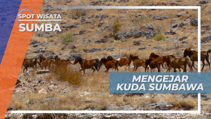 Mengamati Kuda Liar Sumbawa yang Terkenal, Sumba