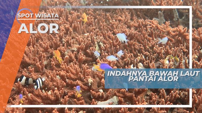 Aktivitas Ekstrim Berbuah Pengalaman Berkesan di Bawah Pengawasan Penyelam Berpengalaman Pulau Alor