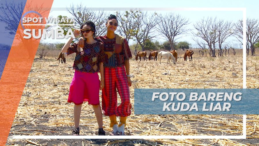 Mengabadikan Momen Berinteraksi dengan Kuda Sumbawa, Sumba